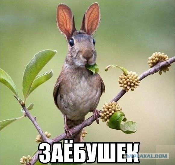 С белочкой нужно дружить заранее! Или пост про рукожопство.