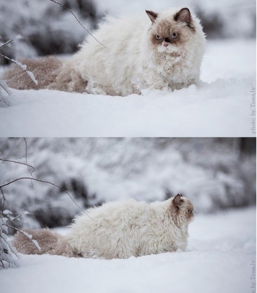 Котенька впервые увидел снег