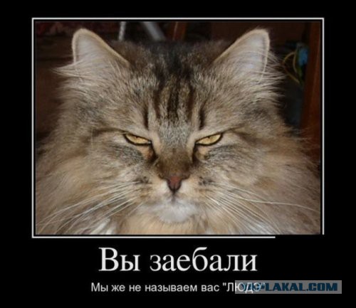 Не про олимпиаду