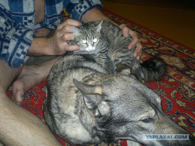 Котовторник 30.09.2014