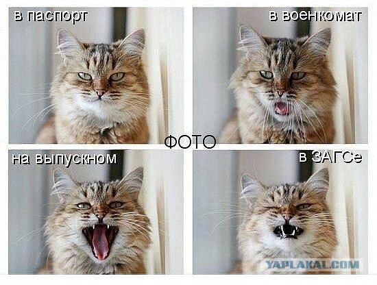 Весёлое из сети