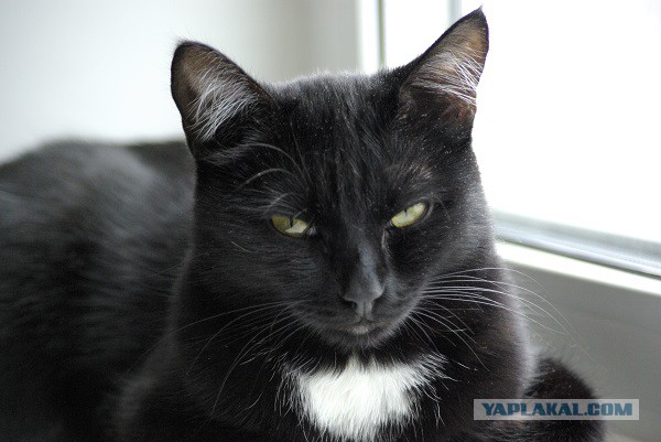 Самые популярные клички кошек и котов