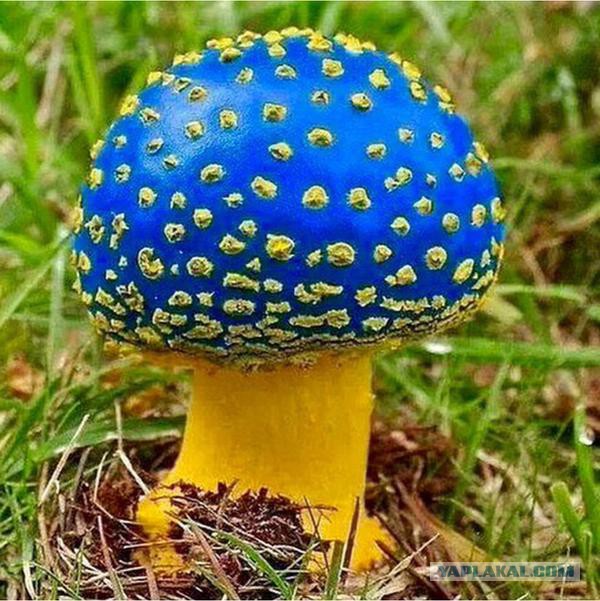 Лёд тронулся? Пошел слив Киева?