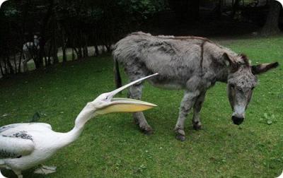 Наглые пернатые морды