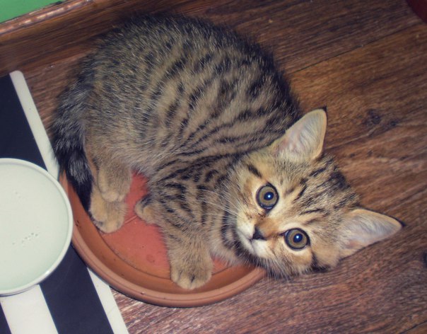Котовторник 04.08.2015