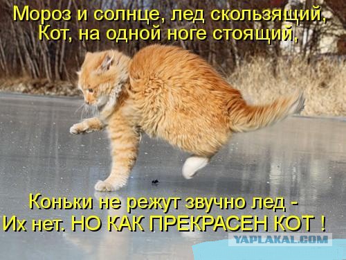 Коты на льду. И коты в шоке