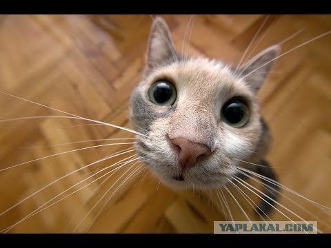 Веселые картинки.