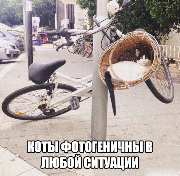 Веселые картинки.