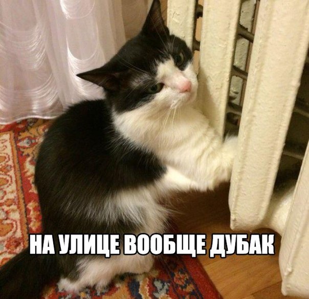 Пучок смешных картинок