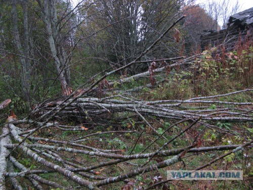 Веппский край, Южная тайга