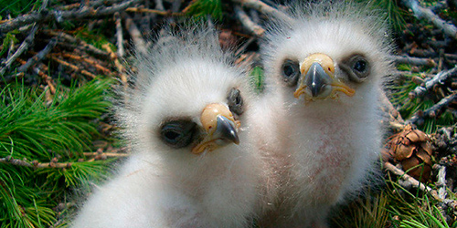 Скоро во всех гнёздах страны!... и не только