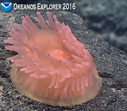 Началась онлайн-трансляция происходящего в самом глубоком месте Земли