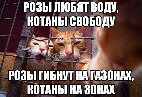Божьи твари