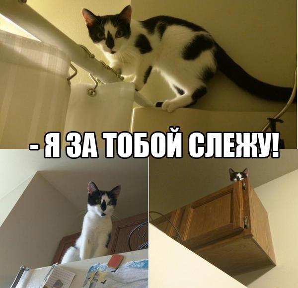 Мохнатые беспредельщики