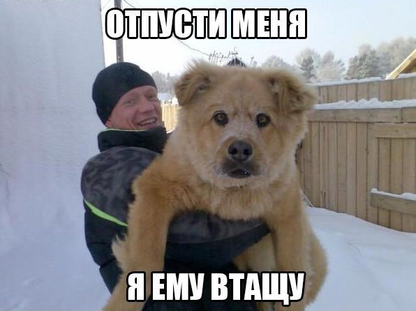 Порция картинок из сети