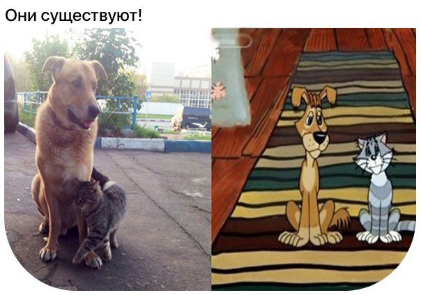 Коты из сети