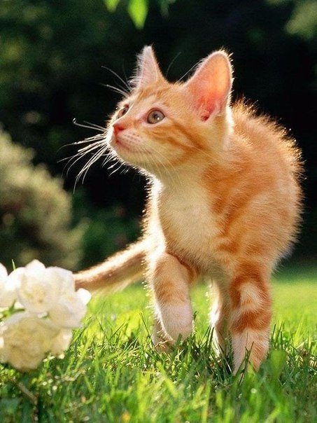 Коты из сети