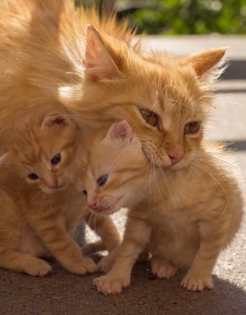 Коты из сети