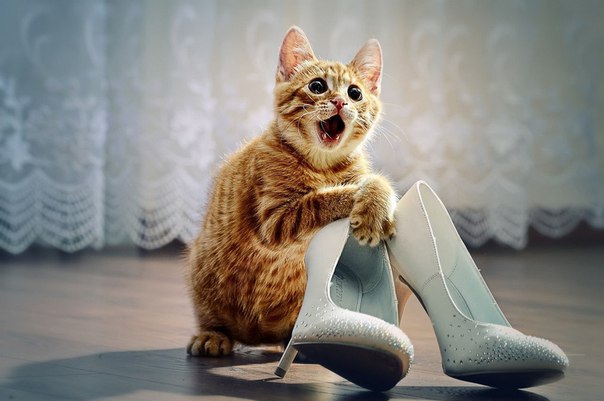 Коты и Кошки