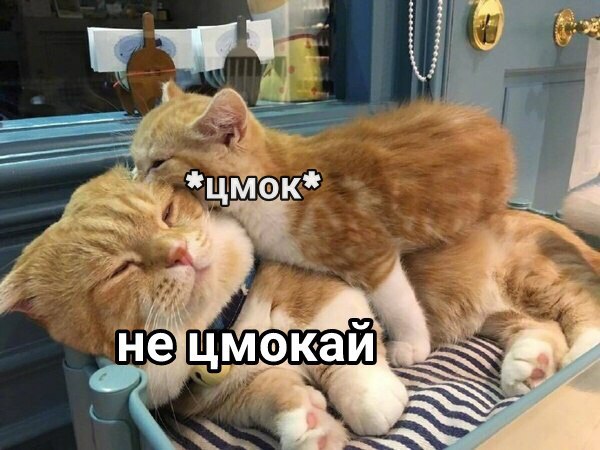 Коты и Кошки
