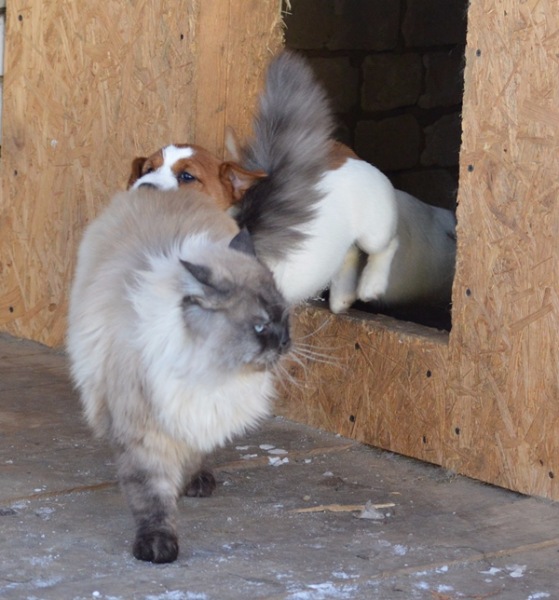 Коты и Кошки