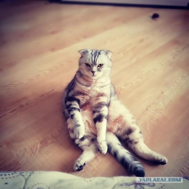 Котовторник 20.02.18