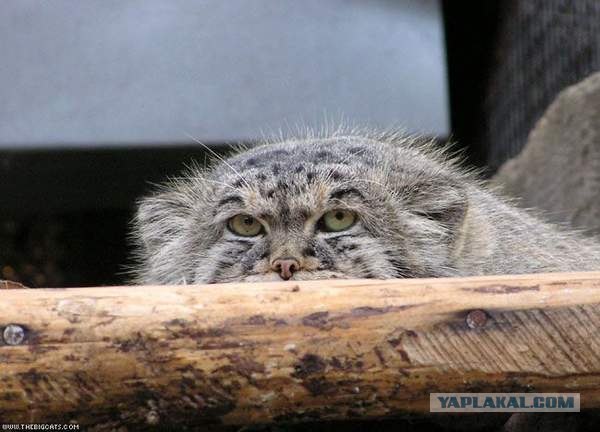 Котомет на вторник (02.04.08)