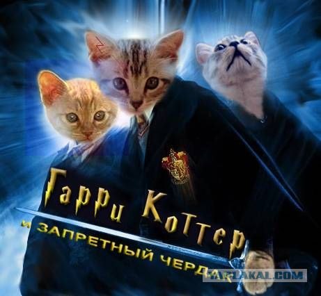 Котовторник на ЯПлакалъ! От числа 09.09.08