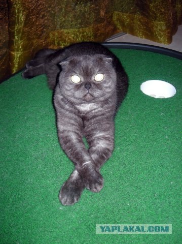 Котовторник на ЯПлакалъ