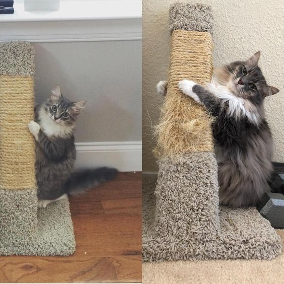 Прикольных котов пост