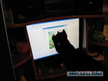 Выходные у кота