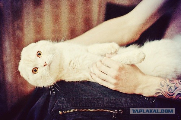 Котовторник, 19 октября