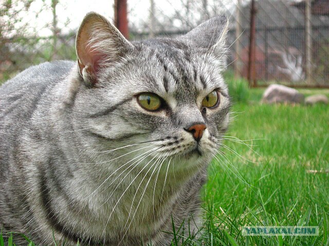 Как же можно про котовторник забыть?!