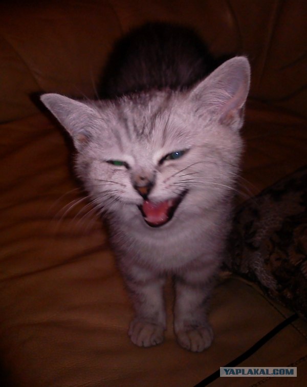 Котейкин вторник! Космический 12.04!