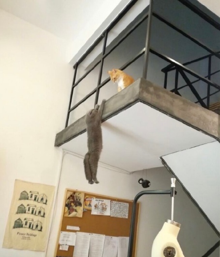 Прикольных котов пост