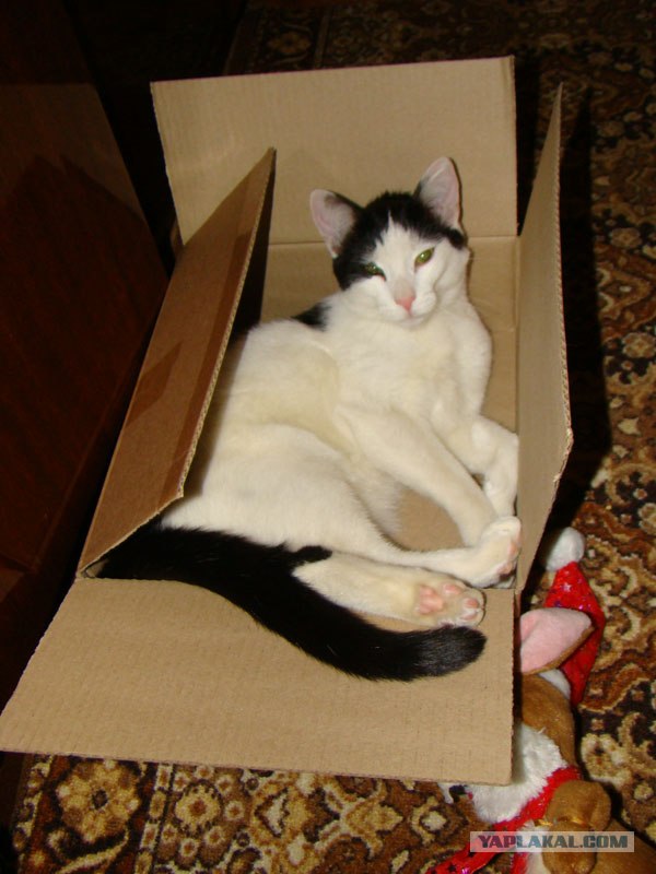 Сонный Котовторник