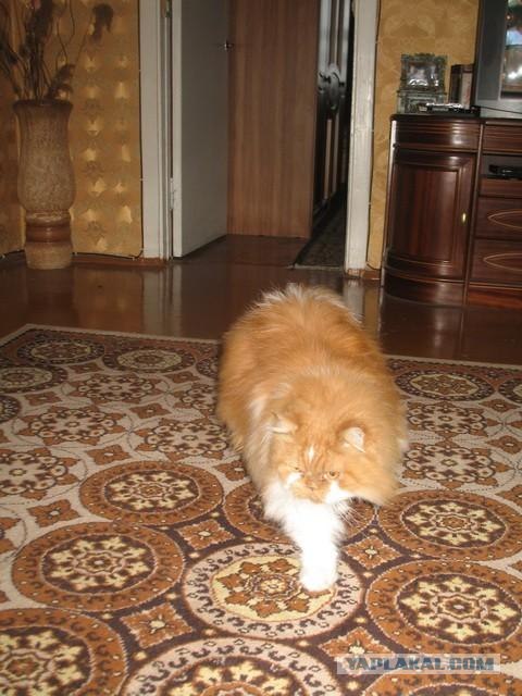 Котовторник (10.01.2012)