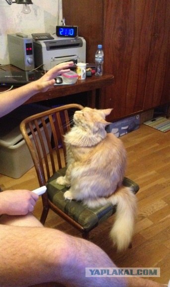 Котовторник   5.06.2012