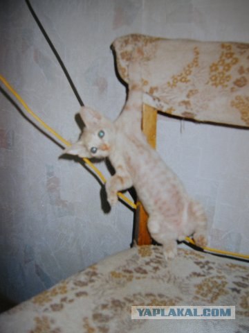 Котовторник  4.09.12