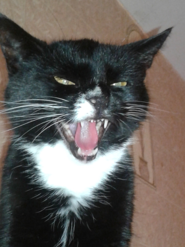 Котовторник однако