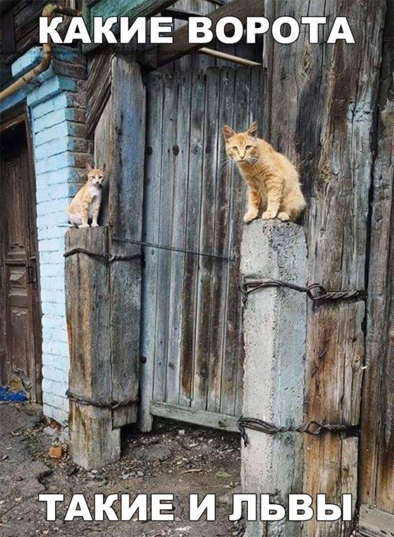 Приколюхи из скотсетей. Ч.2