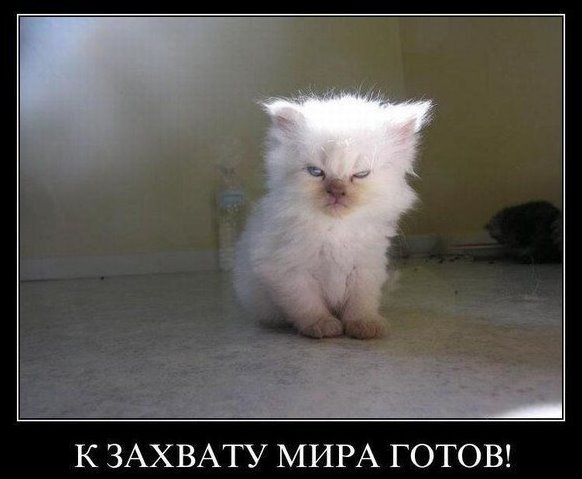 Жизнь домашнего приюта "Котоленд" 271