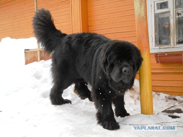 Бойцовская собака без намордника в фотосалоне