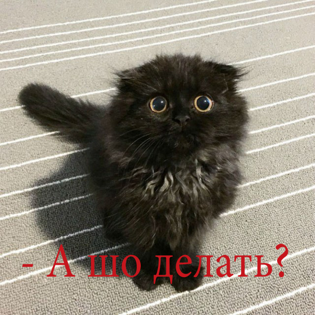 Кот отбился от волка
