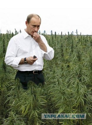 Можно ли курить травку за рулем