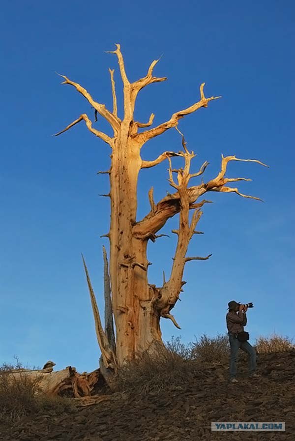 Древнейшее дерево Земли