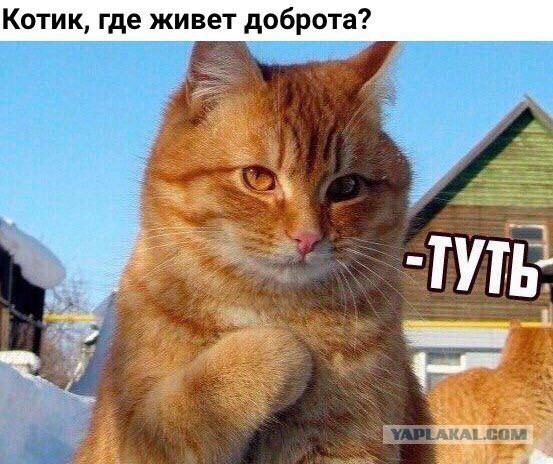 Кошка Машка