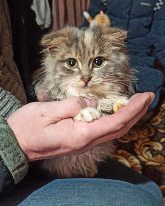 К котовторнику