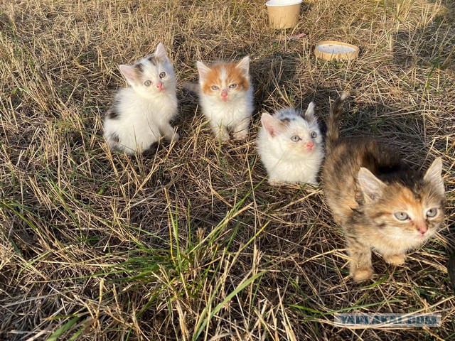Коробка в чистом поле