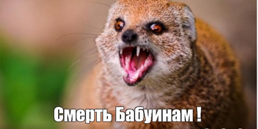 Бабуин кошмарит мангустов, но у них есть тактика.